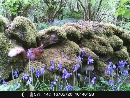 Red squirrel - Straidkilly, July 2020