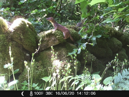 Stoat - Straidkilly, July 2020