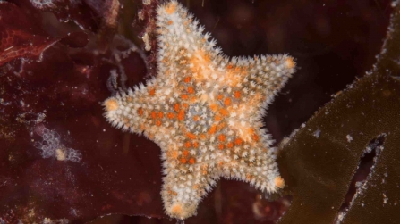 The Tiny Cushion Star (Asterina phylactica)