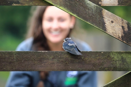 Fledgling swallow at Slievenacloy Aug 2020