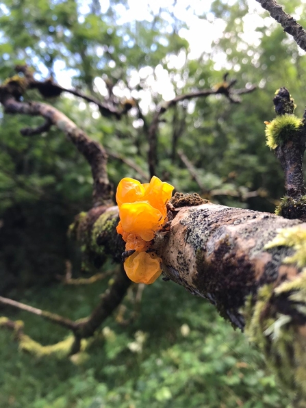 Yellow brain fungus, Namafin July 2020