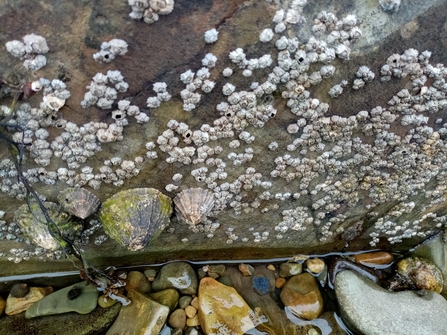 Barnacles, Killowen, Carlingford Lough, Amy M