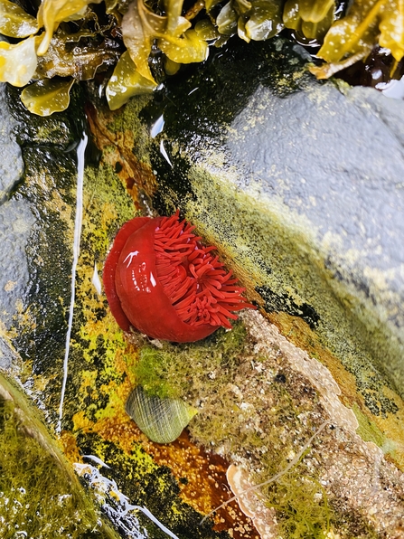 Beadlet anemone, Kearney Point, Lucy W