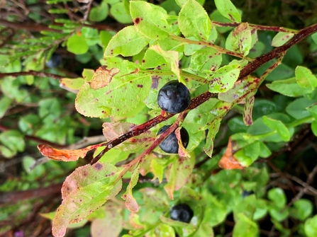 Bilberry