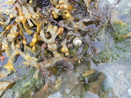 Bladder wrack, Kilclief, Strangford, Rosa & Martha K 