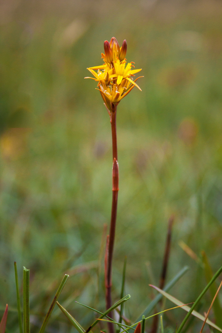 Bog Asphodel 