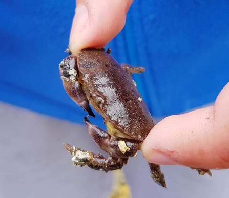 Brown crab, Ballyholme Beach - Phil W