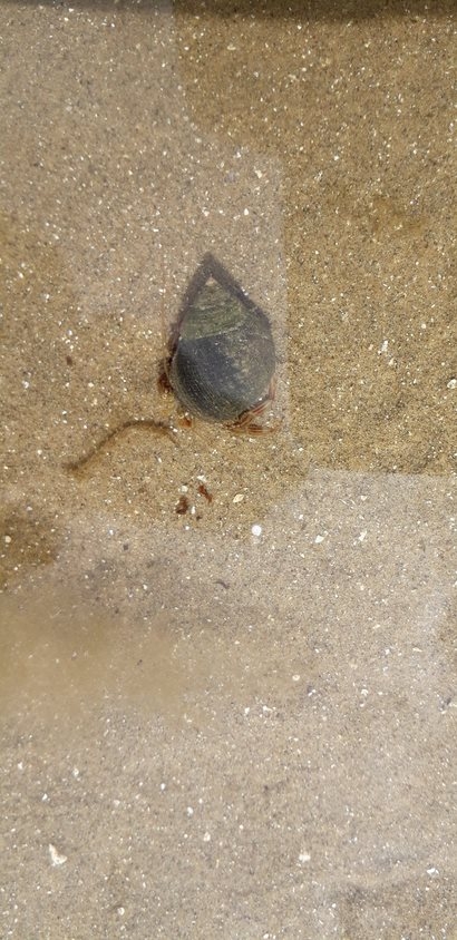 Common periwinkle, Newtownabbey, Dakota R