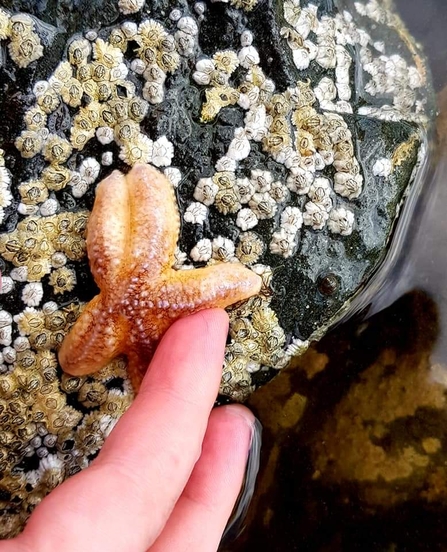 Common starfish, Ballyholme Beach, Phil W