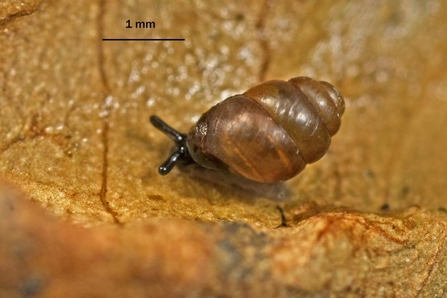 Desmoulin's whorl snail