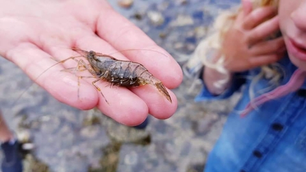 Common prawn, Ballyholme Beach, Phil W