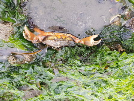 Shore crab, Holywood, Aaron L