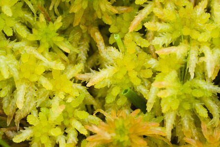 Sphagnum moss