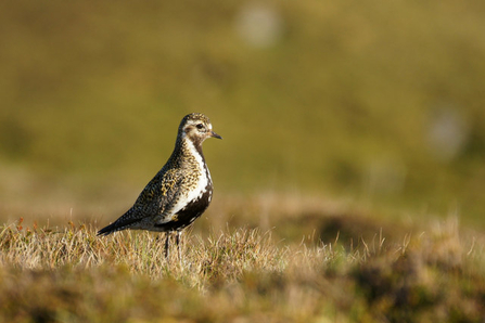 Golden Plover