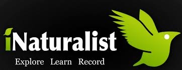 iNaturalist