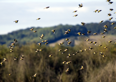 Goldfinches (c) Zsusanna Bird