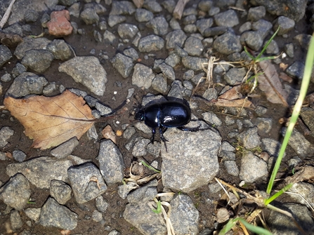 Dor beetle, Glenarm Sept 2020