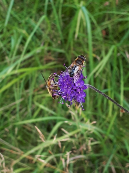 Estalis nemorum hoverfly, Glenarm Sept 2020