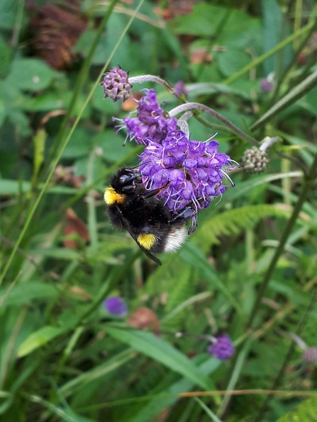 White-tailed bumblebee, Glenarm Sept 2020