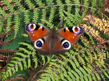 Peacock, Glenarm Sept2020