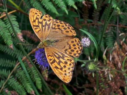 Silver-washed fritillary, Glenarm Sept 2020