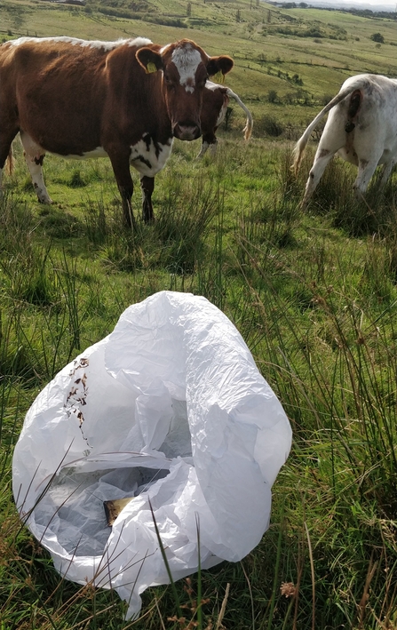 Cow with lantern at Slievenacloy (c) Mike Meharg