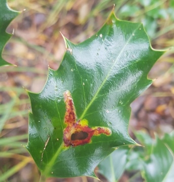 Holly leaf miner at Ballynahone Bog