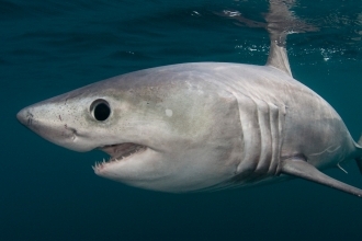 Porbeagle Shark (c) Doug Perrine