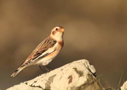 Snow bunting