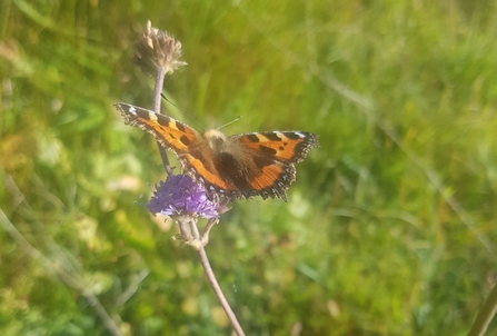 Butterfly, Umbra Nature Reserve