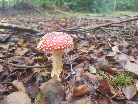 Fly Agaric