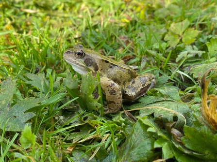 Common Frog, Bog Meadows