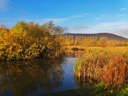 Bog Meadows Belfast