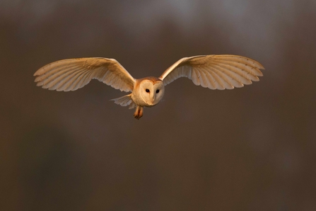 Barn owl in flight