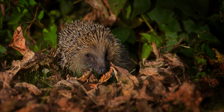 Hedgehog (c) Jon Hawkins