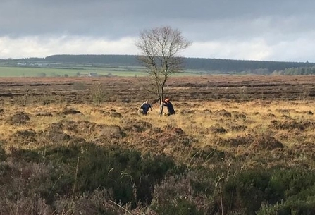 Removing conifers from Monegal Bog