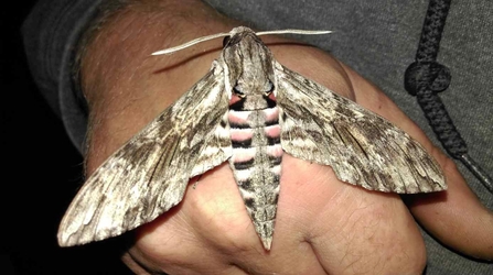  Convolvulus hawkmoth