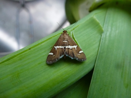 Spolodea recurvalis (c) Andy Crory