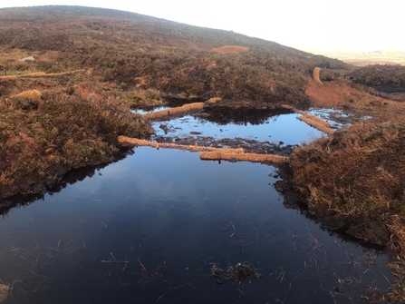 Coir in place with pooled water