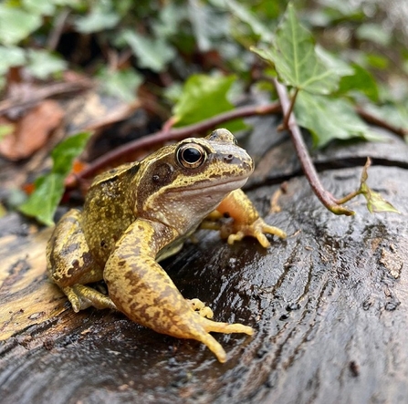 Common Frog