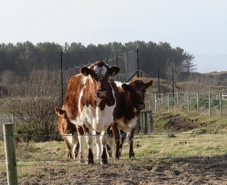 Moileys at Umbra Nature Reserve