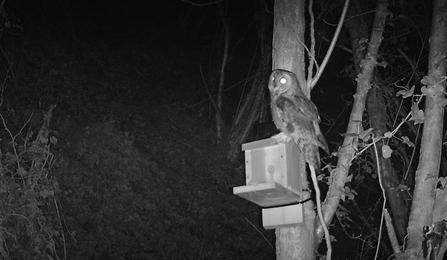 Long-eared owl 