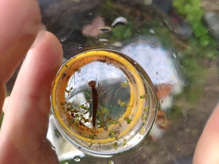 Pond dipping