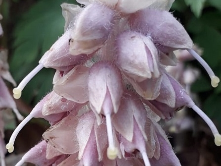 Spring flower, Bog Meadows