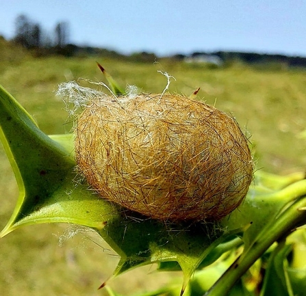  Oak Eggar Moth cocoon (c)  John McLaughlin