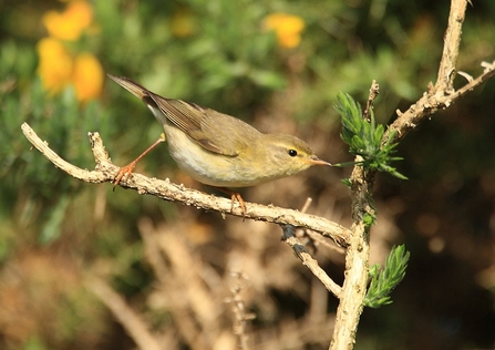 Willow warbler (c) Ronald Surgenor