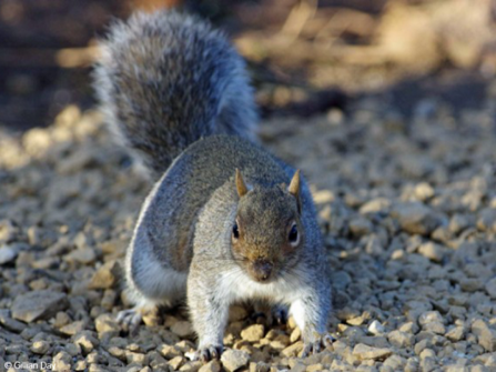 Grey Squirrel (c) Gillian Day