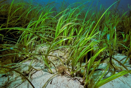 Seagrass meadow (c) Bernard Picton