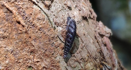 Common Door Snail (c) Monica Abaurrea