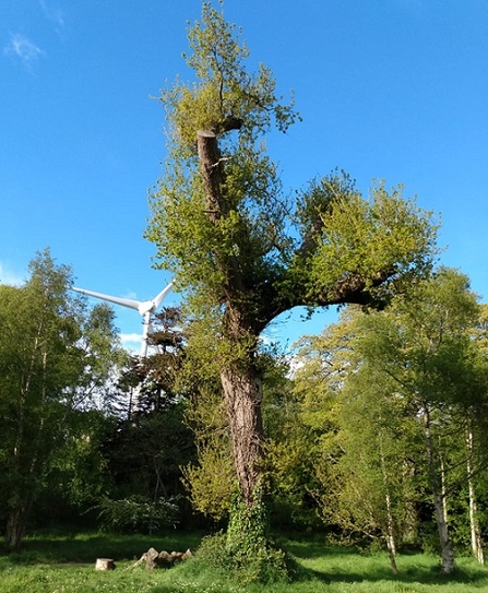 Oak, Balloo Wetland Nature Reserve